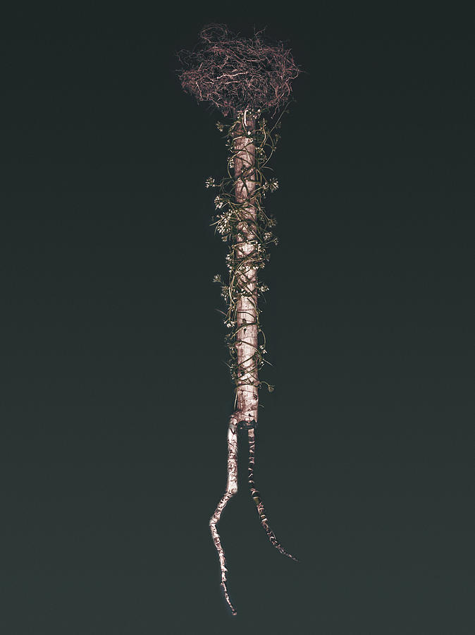 Cover Image for Ripped From The Spine Of Us