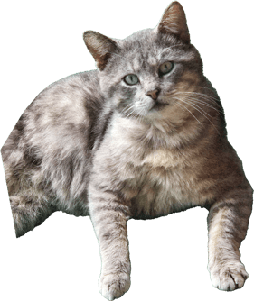 a kitty cat